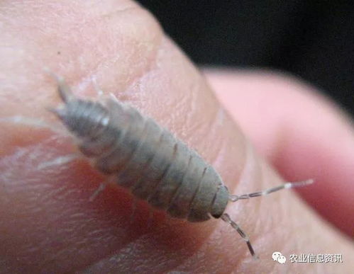 溴氰吡虫啉能防治哪些蔬菜害虫？吡虫啉在蔬菜种植中安全吗？