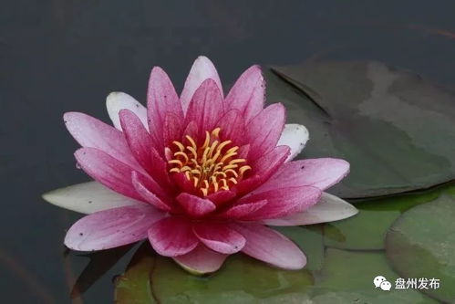 白天夜晚，花开花落