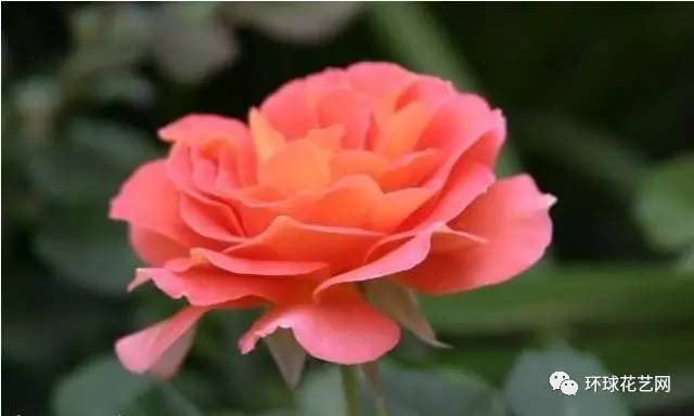 月季花的种植时机：季节的秘密