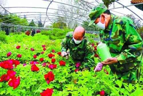 牡丹冬天施什么肥料蕞适宜呃？