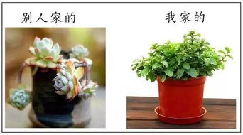 送男朋友盆栽，心意大于一切