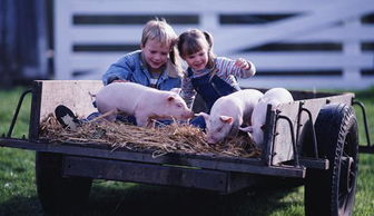 猪拱土寻宝，猪场必备五宝土