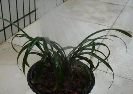 兰花用多菌灵消毒后多久生根？