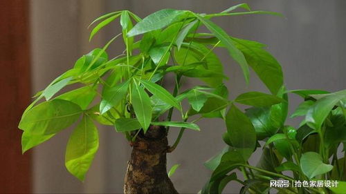 四季海棠种植指南：室内观赏植物安全养殖全攻略！
