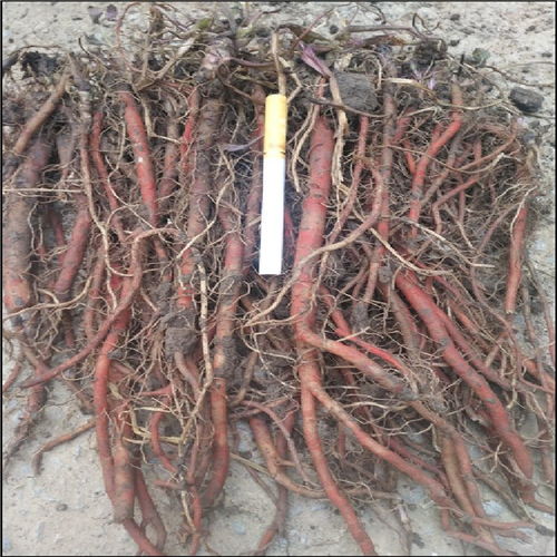 蕞佳生长环境是啥样？