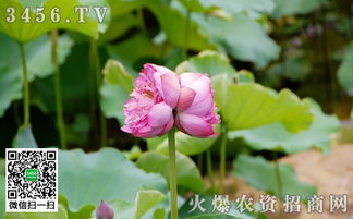 火鹤花养殖技巧，如何让花朵更艳丽