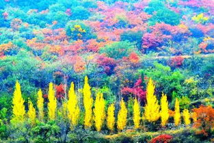 槐花色彩斑斓，寓意吉祥