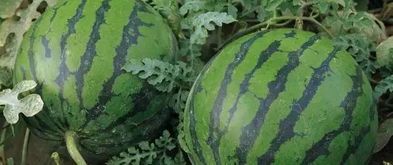 4、 堪瓜藤:瓜藤粗壮新鲜有弯曲丙qie瓜藤颜色越绿说明西瓜越新鲜