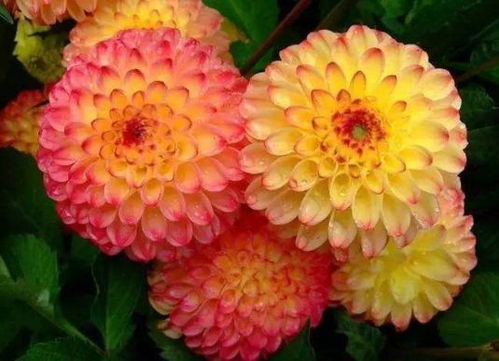 大丽花四季浇水技巧：畜牧养殖必备知识