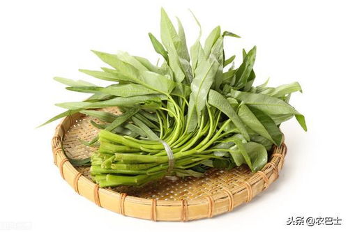 夏天种植空心菜，是不是就像夏天里的太阳一样火辣辣呢？