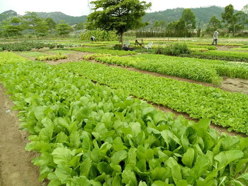 菜园里的“如意菜”