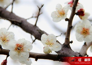 白梅花和玫瑰花泡水喝，能消结节吗