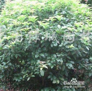 月月桂花树价格是多少？不同品种和大小价格有差异吗