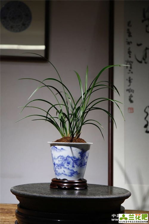 6. 苏铁：形态独特， 别具一格