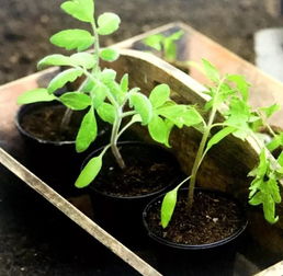 六月份种植蔬菜：耐高温高湿， 耐病虫害