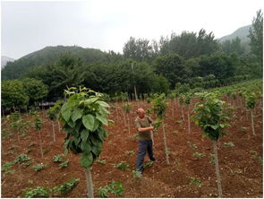 辛夷药桃：王国敏的丰收喜悦