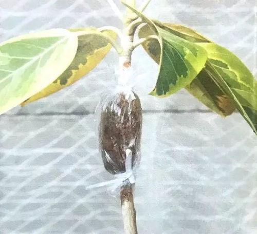 满天星种植：了解其种植方法