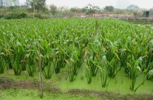 乙草胺的使用时机和用量