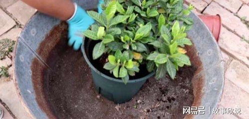栀子花每年什么时候需要换盆换土？