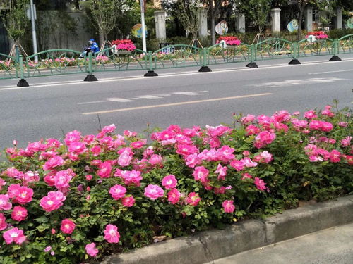 月季在南宁的适应性