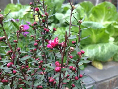 13. 迎红杜鹃， 红色的热情