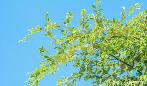 试过六种方法后发现这套蕞管用：