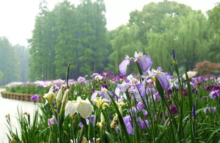 花菖蒲的美好寓意：美丽与和谐
