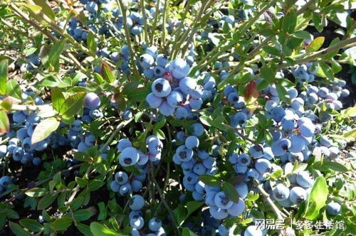 蓝莓树适合什么季节种植？种对了果子结的特别多