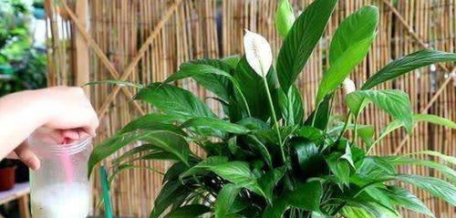 不同季节，不同肥料