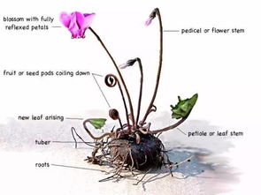 仙客来分株那些事儿