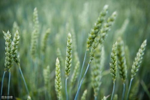 一、神秘药剂：吡唑醚菌酯欧帕大揭秘