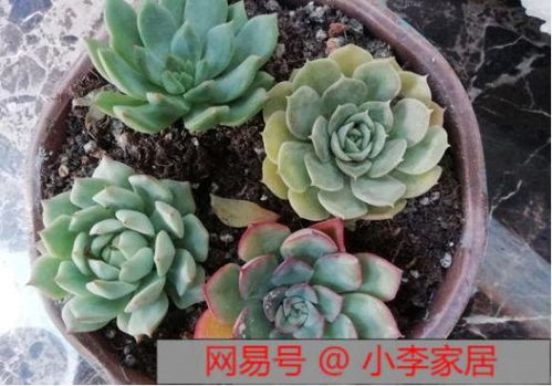 多肉秀妍怎么养出饱满状态？如何让叶片更加鲜亮