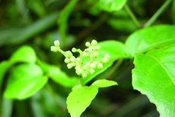 想养七叶莲？这份超简单的养殖方法