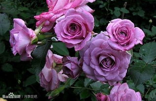 紫荷轻风：月季中的瑰宝