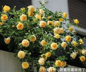 摩纳哥公爵月季， 单瓣花朵，淡淡的香味