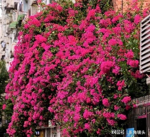 八种耐寒花， 四季有花赏