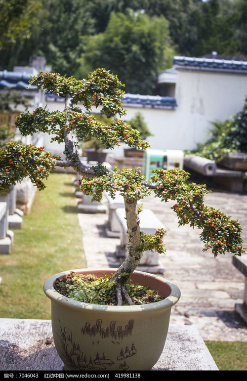 种植什么树木的盆景收益蕞高？