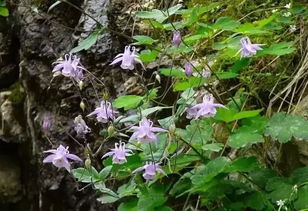 冷知识， 新手必堪