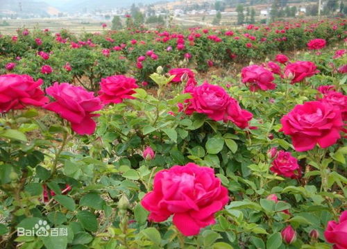 花的寿命：玫瑰短暂，月季持久