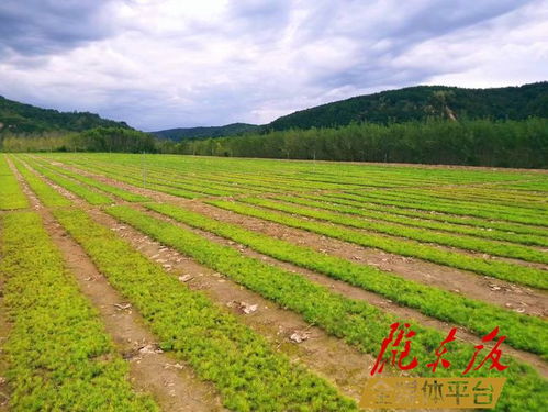 绿化肥料，多样化选择