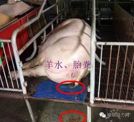 母猪接产如何正确操作，避免乱动手，确保高产又安全？