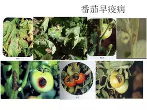 金弹子叶黑斑，病虫害速查！