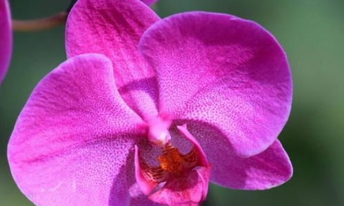 种子的奥秘：蝴蝶兰种子的活性