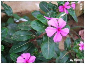 长春花也有毒， 注意区分