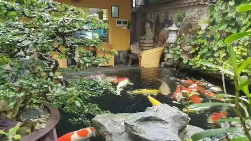 打造高效水循环：自制简易鱼池过滤系统，提升水产养殖环境