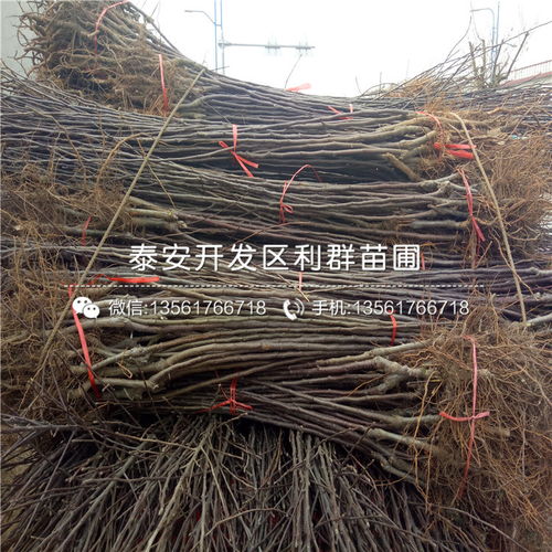 树苗编号的传承意义：生态文明的见证