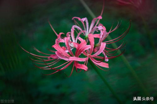 紫罗兰的低语：一抹淡雅的永恒