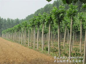 “节白蜡栽培技术中，白蜡种植全流程详解包括哪些关键步骤