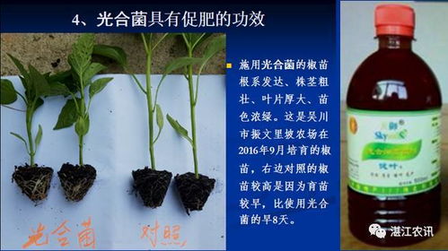 ① 多效唑的三重调控机制