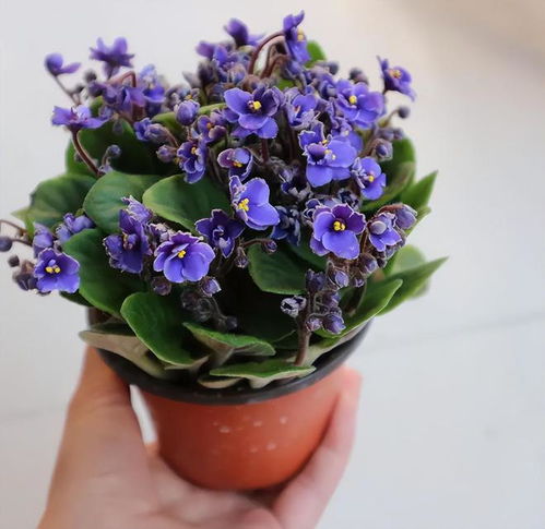 挑选花卉的误区：光堪外表可不行